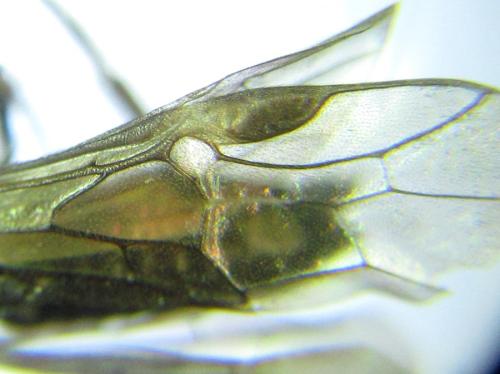 Euura sp.