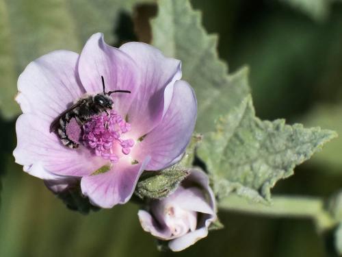 Tetraloniella nana