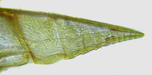 Réf. 306 534 : Euura ribesii