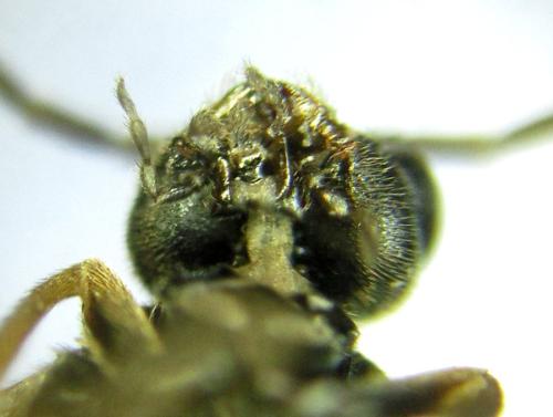 Euura sp.