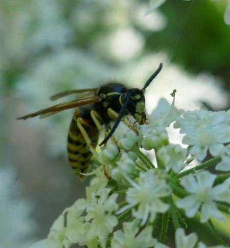 Réf. 306 936 : Vespula rufa