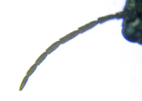 Euura sp.