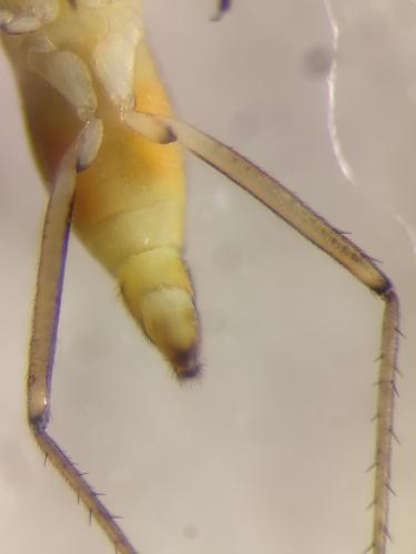 Mesovelia furcata