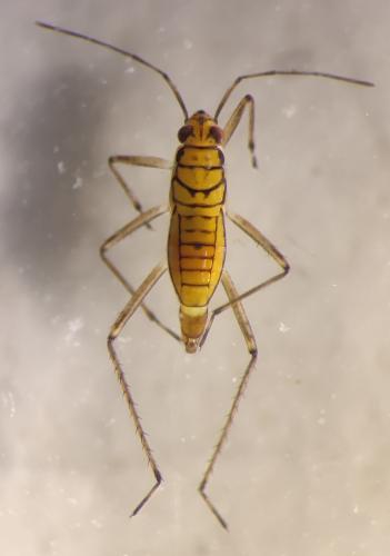 Mesovelia furcata