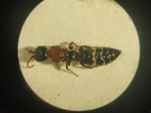 Meria lineata