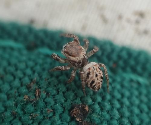 Evarcha (arcuata-laetabunda)