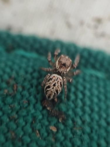 Réf. 306 899 : Evarcha (arcuata-laetabunda)