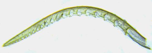 Euura sp.