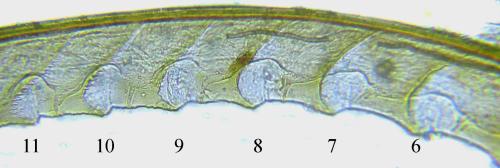 Euura sp.