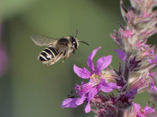 Melitta nigricans