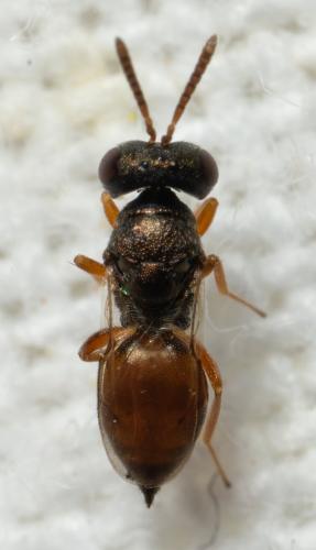 Erythromalus sp.