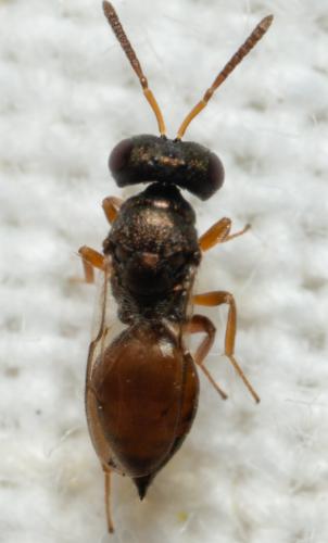 Réf. 306 173 : Erythromalus sp.
