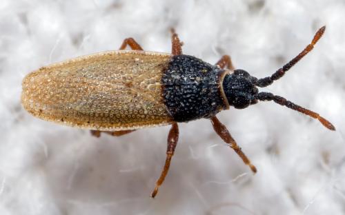 Agramma laetum