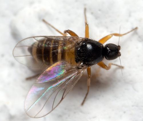 Drapetis sp.