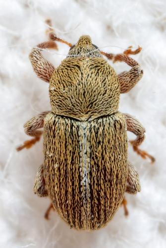 Tychius sp.