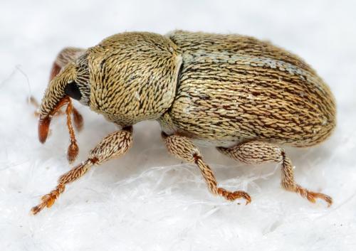 Tychius sp.
