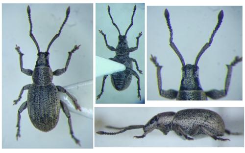 Pseudomeira flavipennis