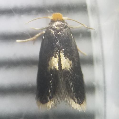 Ectoedemia sp.