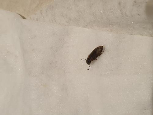 Réf. 306 345 : Hemicrepidius sp.