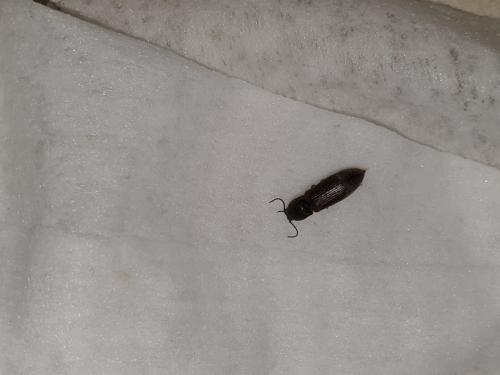 Hemicrepidius sp.