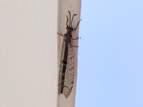 Réf. 306 930 : Distoleon tetragrammicus