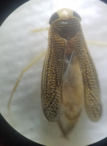 Sigara sp.