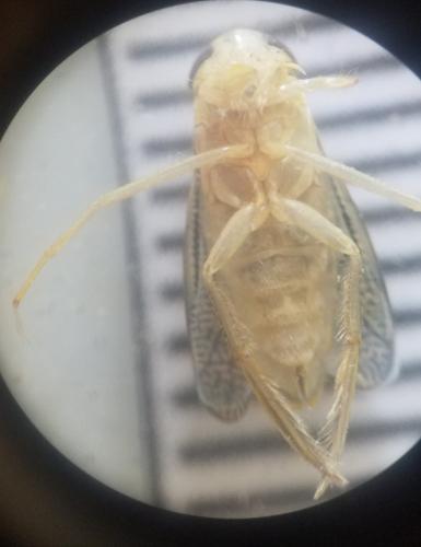 Sigara sp.