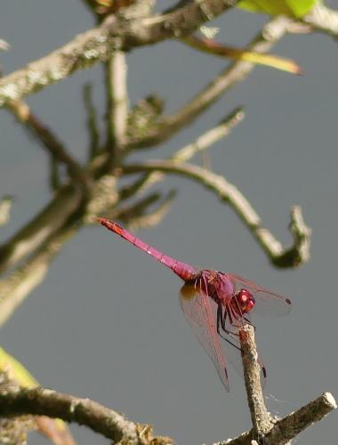 Réf. 306 717 : Trithemis annulata
