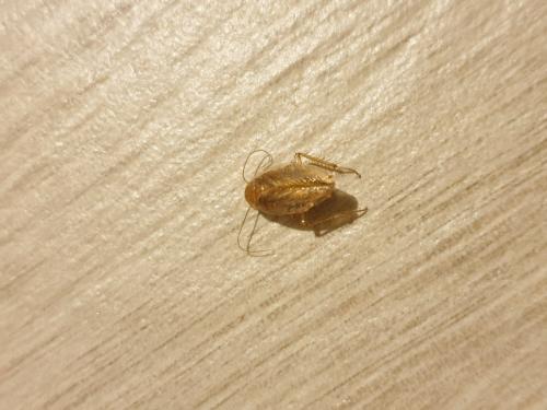 Ectobius sp.