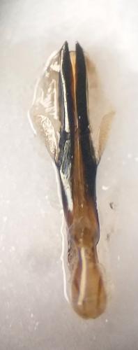 Meliboeus santolinae