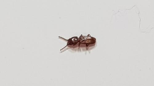 Cryptolestes sp.