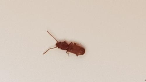 Cryptolestes sp.