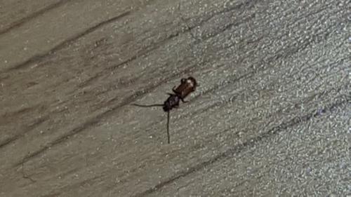 Cryptolestes sp.