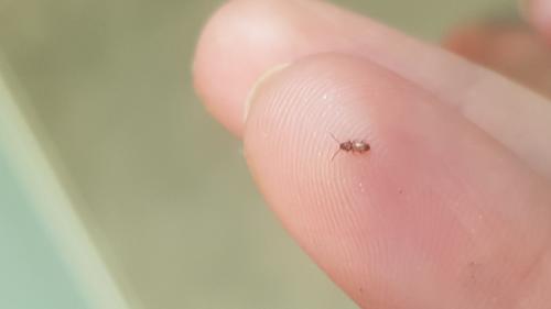 Cryptolestes sp.