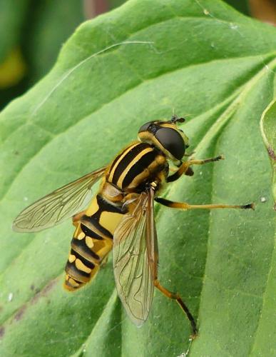 Réf. 306 798 : Helophilus pendulus