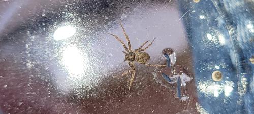 Philodromus sp.