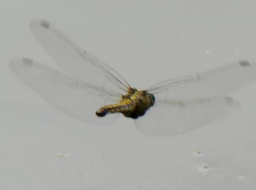Réf. 306 754 : Orthetrum cancellatum