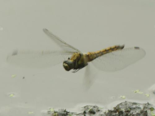 Orthetrum cancellatum