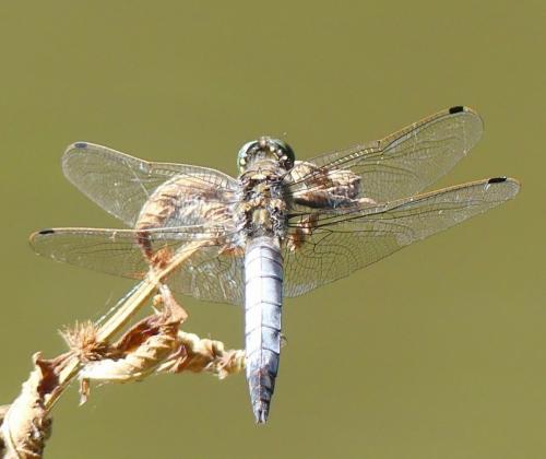 Orthetrum cancellatum