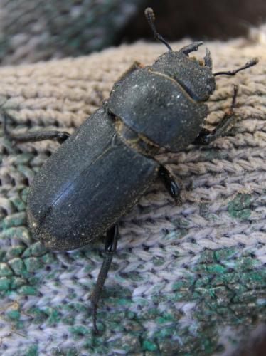 Réf. 306 636 : Dorcus parallelipipedus
