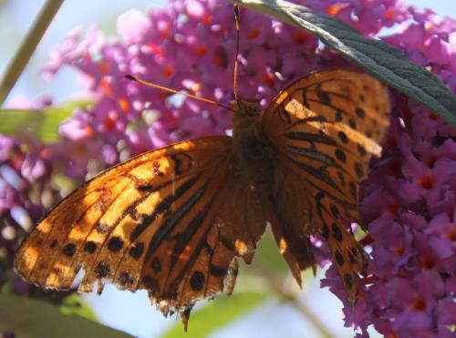 Argynnis paphia