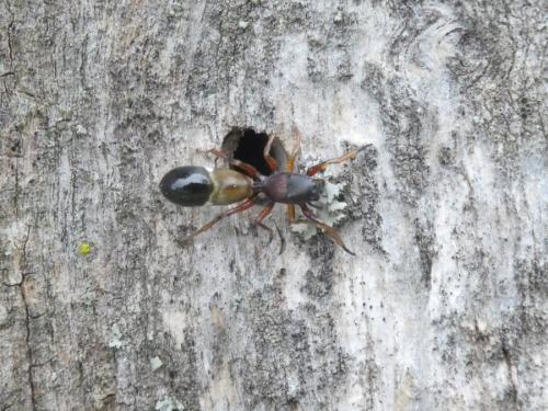 Myrmarachne formicaria