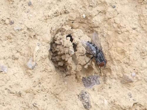 Réf. 306 187 : Amobia sp.