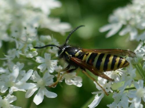 Réf. 306 935 : Vespula rufa