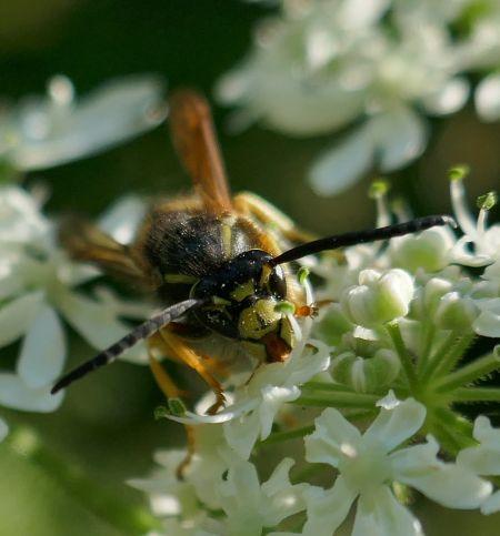 Réf. 306 937 : Vespula rufa