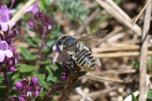 Megachile sp.