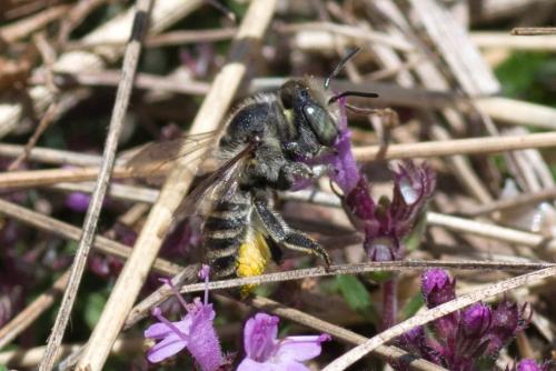 Megachile sp.