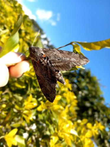 Réf. 306 609 : Agrius convolvuli