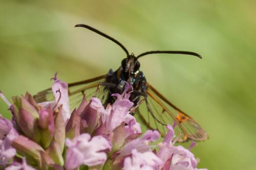 Réf. 306 279 : Synanthedon myopaeformis