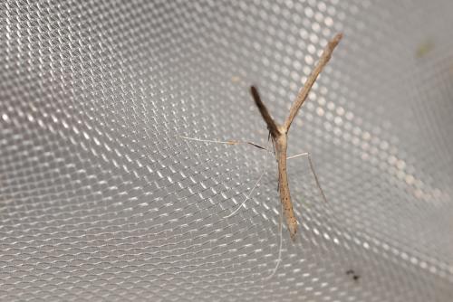 Agdistis sp.